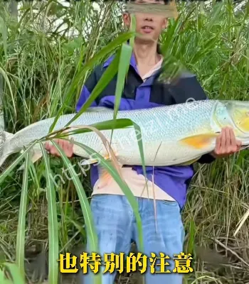 安徽男子钓上53斤大鱼