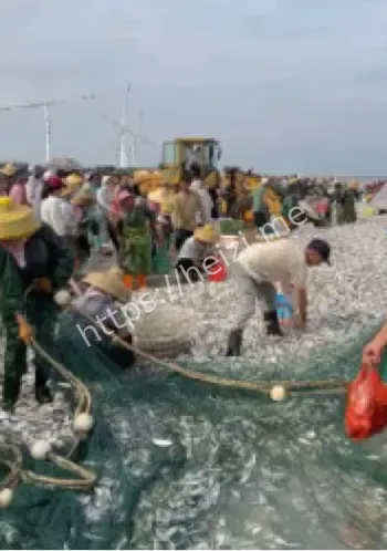 青岛开海丰收
